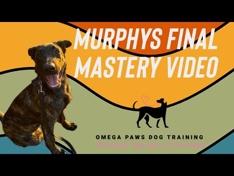 Omega Paws Dog Training video.