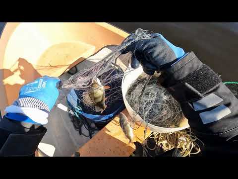 20230610 ahventa verkoilla