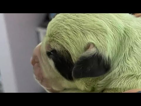 3AM dog challenge Minecraft green sheep!