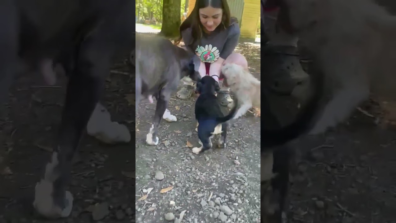Enlarge Agnes , a Adoptable mixed breed in Blairstown, NJ video 6/6