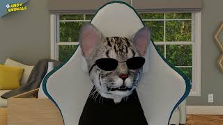 Funny Cat in the Matrix - Andy Animals