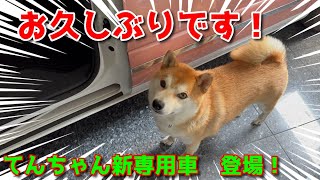 【京の柴犬】帰ってきたてんちゃん！お久しぶりです🙇‍♂️　太郎の犬モノガタリ第463話