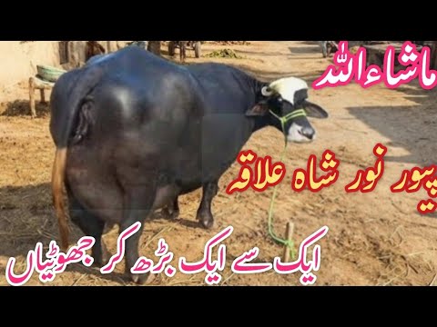 ملک یوسف علی وٹو 613 گ ب سونے کی آبادی[6]عدد جھوٹیاں Neeli Ravi Nili Ravi Ravi Neeli Murah#baffalo 