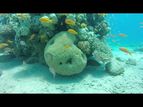 Israel Eilat Red sea coral reef freediving and snorkeling 08-07-2017