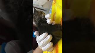 手のひらサイズの赤ちゃん猫がキュートすぎる!