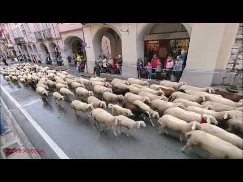 TRANSUMANZE PER LA FIERA DI SAN.LUCA A DEMONTE (CN) IN VALLE STURA. DOM. 9 - 10 - 2022.