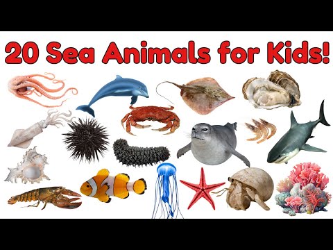 Sea Creature Vocabulary for Kids | Learn 20 Amazing Ocean Animals Names with Pictures #vocabulary