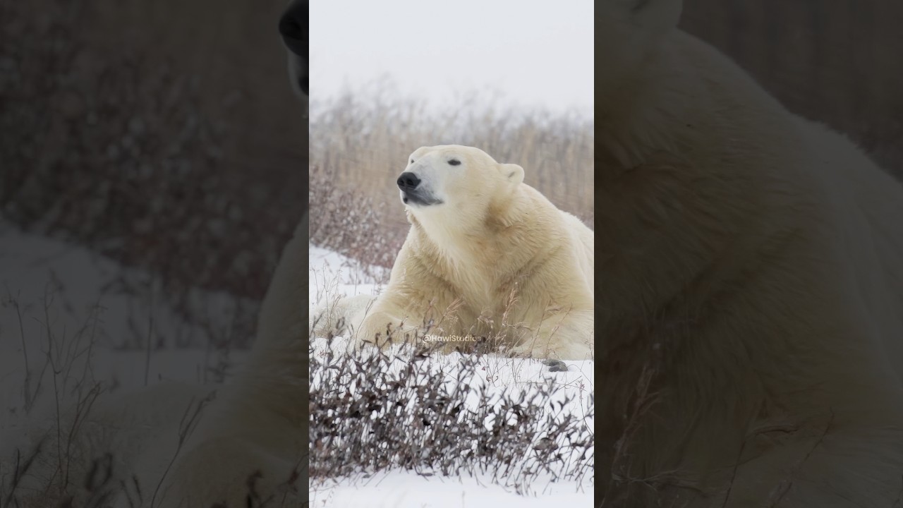 Polar Bear Olfactory Vigilance and Resting Physiology