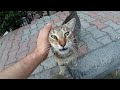 Very Cute Pregnant Tabby Hungry Cat Meowing