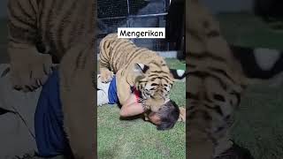 Download lagu AWAL MULA KEMATIAN BOCAH DIMAKAN HARIMAU#sohrts mp3