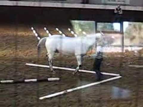 Jimy bij Clinic In Hand Trail nr3