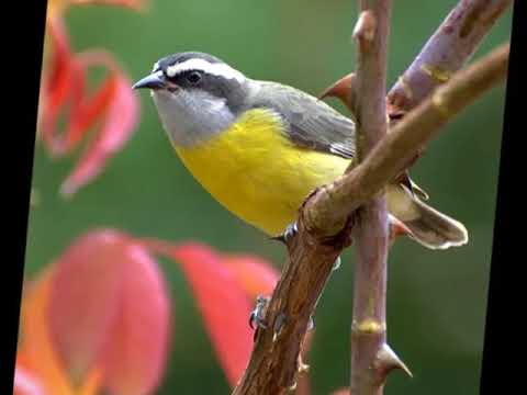 Canto de Cambacica Video