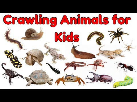 Crawling Animals for Kids | Crawling Creatures Vocabulary | Animal Names and Vocabulary Learning Fun