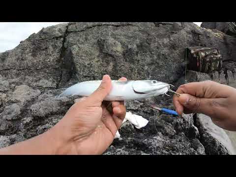 Catching mackerel cast after cast on a jig | Burren, Ireland