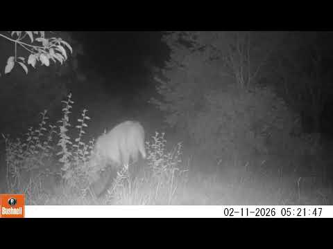 Lobo-guará (Chrysocyon brachyurus) - Levantamento de fauna da eeCoo em Bataguassu, MS