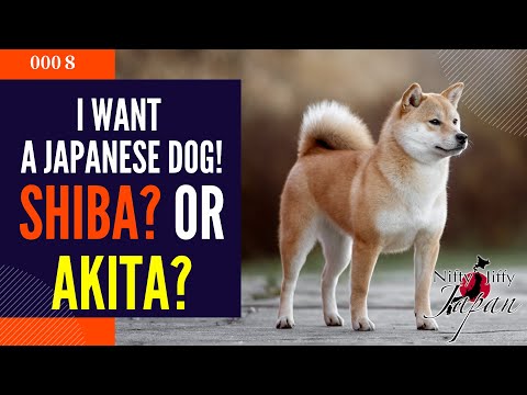 I Want a Japanese Dog! Shiba? or Akita?