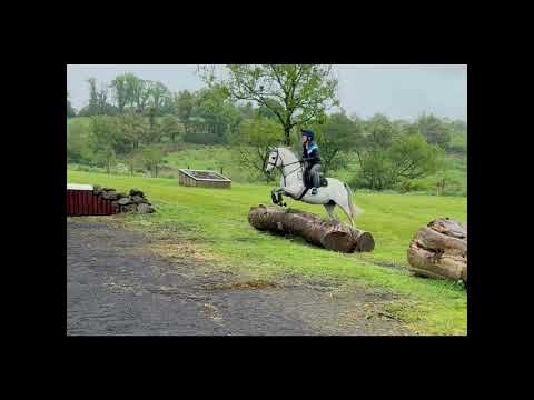 Palomino Pony - Image 2