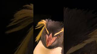 The northern rockhopper penguin: small size, big personality! #shorts by Nat Geo WILD