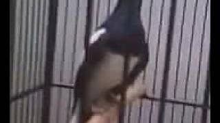 Download lagu Kacer Ngobra Gacor Nagen Mantab Abis mp3