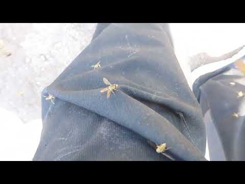 Maize Calligrapher, Toxomerus politus, Sarmiento, Córdoba, Argentina, 20 Febr 2026