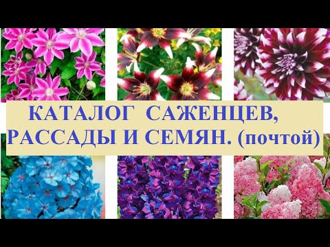 Интернет Магазин Беккер Каталог Саженцев Роз