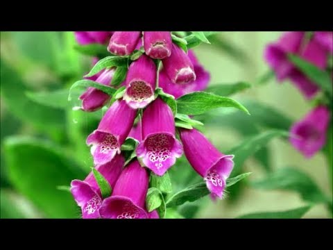 download lagu mp3 mp4 Foxglove Plant, download lagu Foxglove Plant gratis, unduh video klip Foxglove Plant