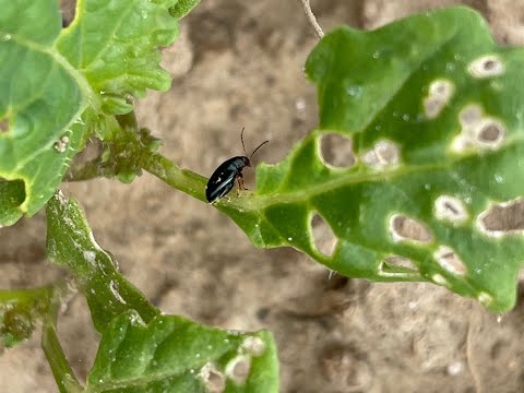 Feldexkursion 202: Erdfloh frisst den Raps - N.U. Agrar GmbH, 15.09.2021