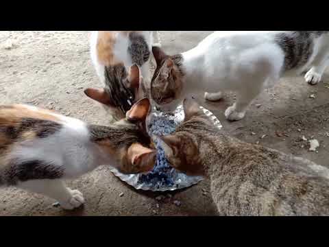 Blue Ternate/Butterfly Pea for Cats too