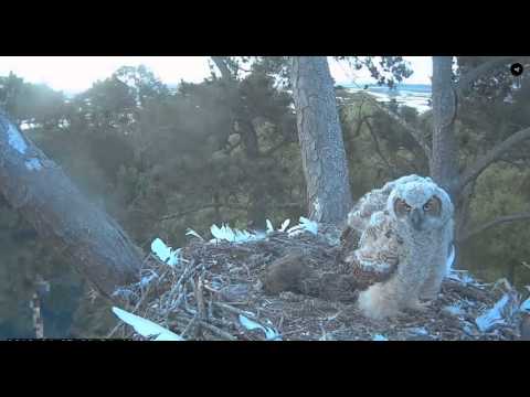 Early morning wing exercises  Video 2016 04 07 065833