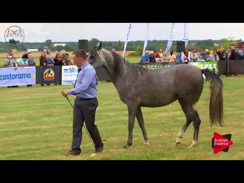 N.30 ZLOTA RZEKA - Radom 2017 - 2 Years Old Fillies (Class 2)