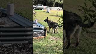 Our beautiful Bella and the story of why we rescued her! #farming #germanshepheard #dog #shorts