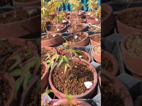 盆栽の種を育てる方法を段階的に説明するチュートリアル