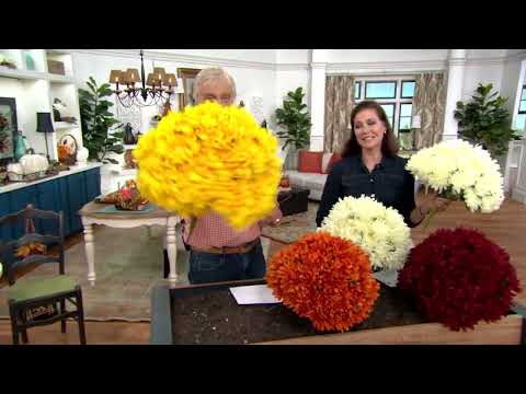 Qvc Faux Mums