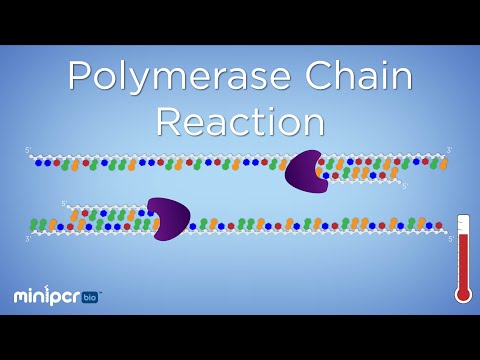 What is PCR? Polymerase Chain Reaction | miniPCR bio™