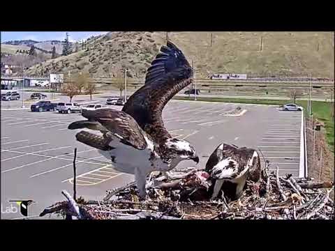 Hellgate Canyon Ospreys ~ Louis Is Nothing But A Fish Thief Osprey, April 20, 2021
