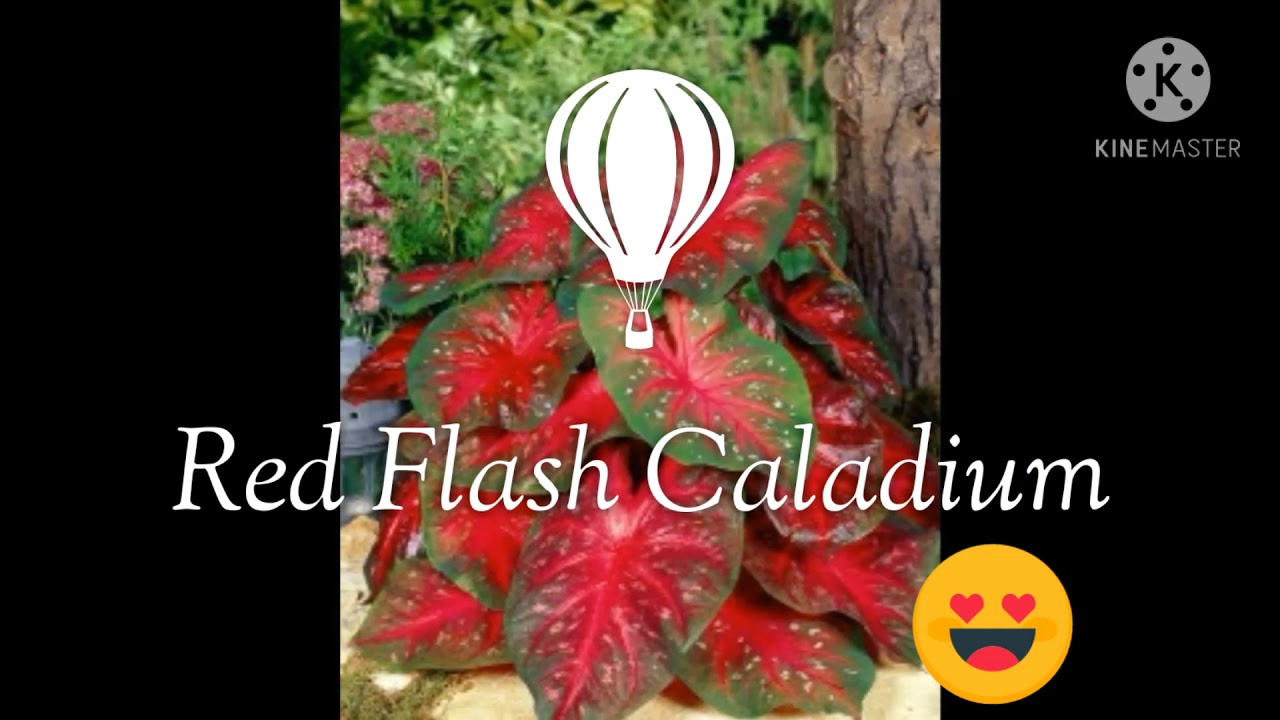 RED FLASH CALADIUM