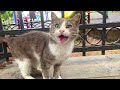Gray Cat Has An Unusual Meow