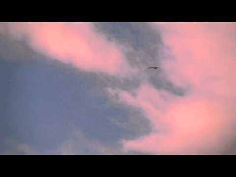 "Wing & A Prayer" by VIA AUDIO (Official Video)