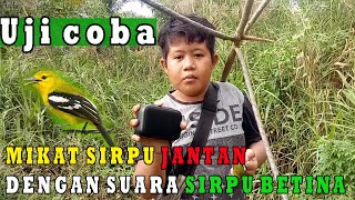 Download lagu Mikat sirpu atau cipoh dengan mp3 sirpu betina. mp3