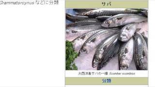 さば　Sava-Tequila - The Champs punk rock cover