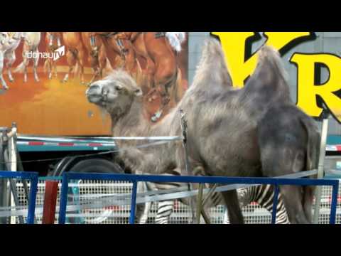 Tiere, Clowns und Akrobaten – Circus Krone macht Station in Straubing!