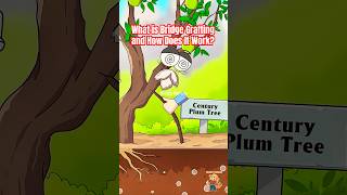 Download lagu What is Bridge Grafting and How Does It Work? #grafting #wackyfarmer mp3 Download lagu What is Bridge Grafting and How Does It Work? #grafting #wackyfarmer mp3