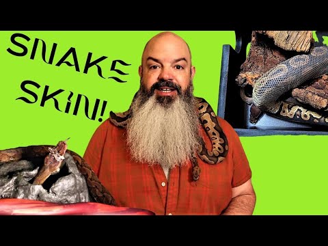 What To Do When Your Snake Is Shedding
