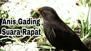 Download lagu Anis Gading Gacor Suara Misterius mp3 Download lagu Anis Gading Gacor Suara Misterius mp3