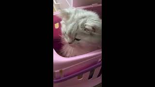 ペルシャ猫のペル君 #15