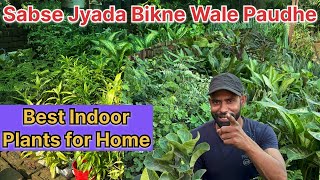 Top 7 Indoor Plants | Sabse Zyada Bikne Wale Ghar Ke Paudhe