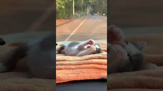 Cute little kitten on a trip