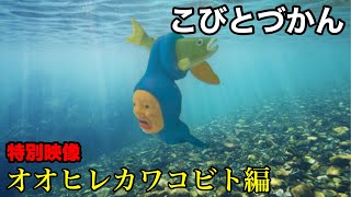 【こびとづかん】オオヒレカワコビト 貴重映像