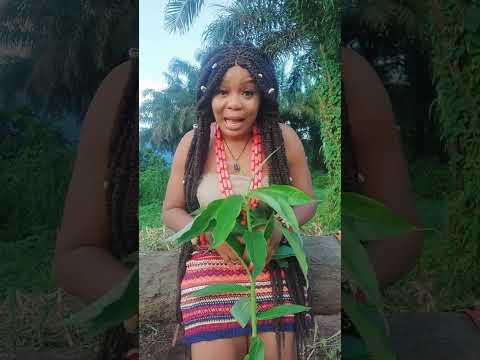 SPIRITUAL USES OF Monkey Carn Or opete Leave (WhatsApp 0813 135 0901)