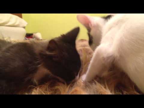 Loquillo, Rosendo y sus maneras de dormir